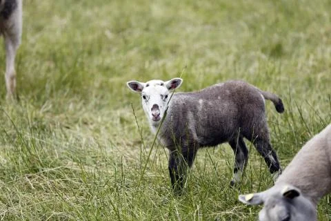 Lamb Stock Photos