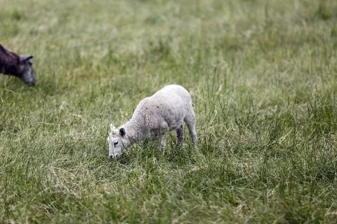 Lamb Stock Photos