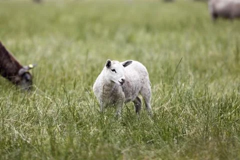 Lamb Stock Photos
