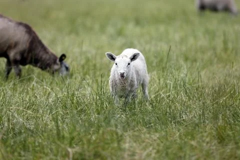 Lamb Stock Photos