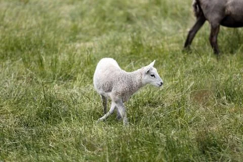Lamb Stock Photos