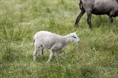 Lamb Stock Photos