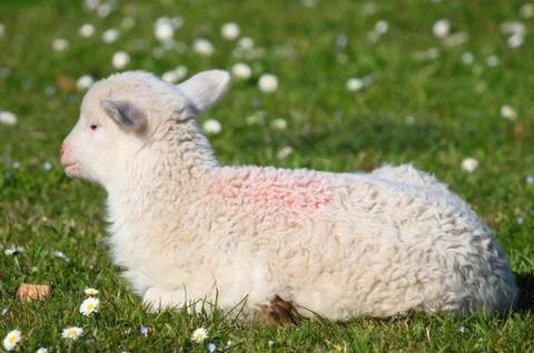 Lamb Stock Photos