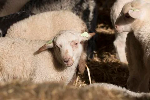 Lamb Stock Photos