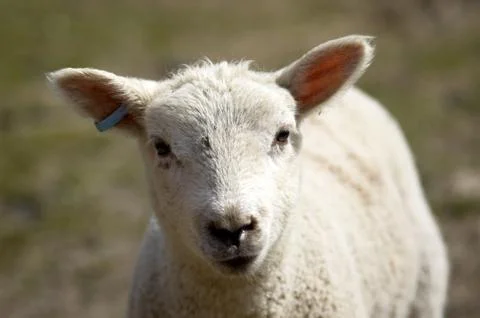 Lamb Stock Photos