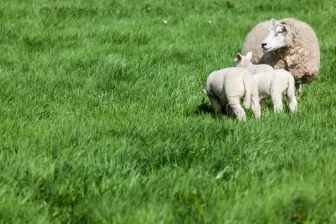 Lamb Stock Photos
