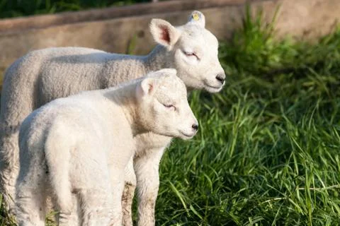 Lamb Stock Photos