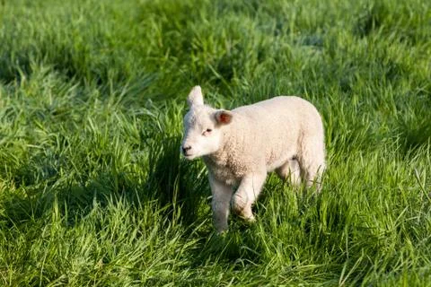 Lamb Stock Photos