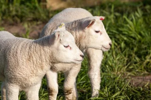 Lamb Stock Photos
