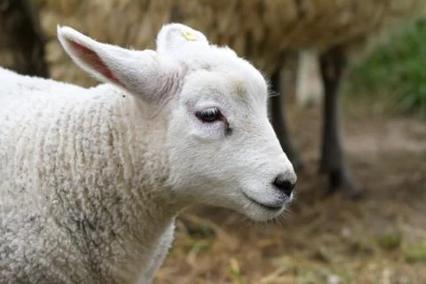 Lamb Foto stock
