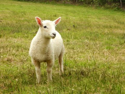 Lamb Stock Photos