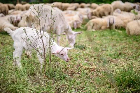 Lamb Stock Photos