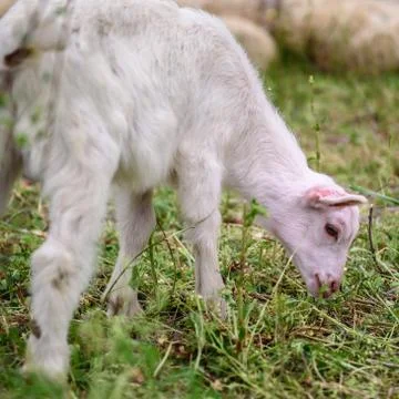 Lamb Stock Photos