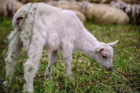 Lamb Stock Photos
