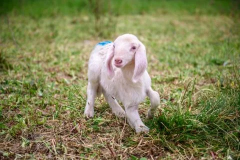 Lamb Stock Photos