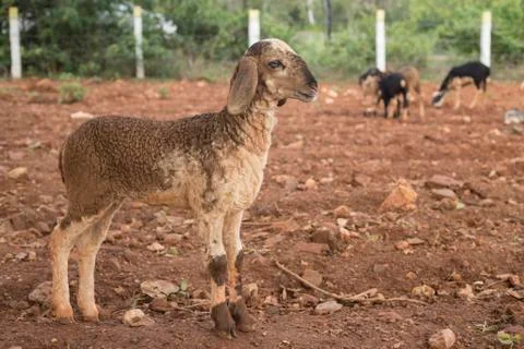 LAMB Foto stock