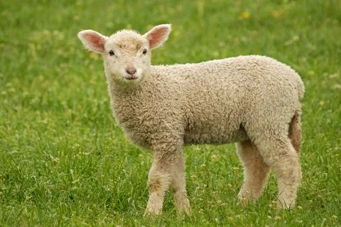 Lamb Stock Photos