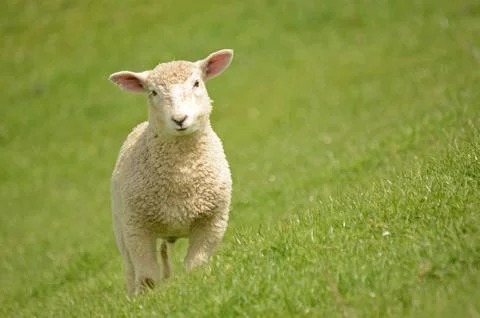 Lamb Stock Photos