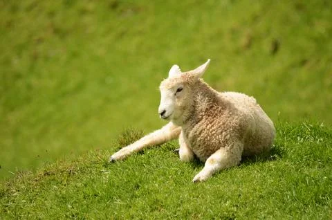 Lamb Stock Photos