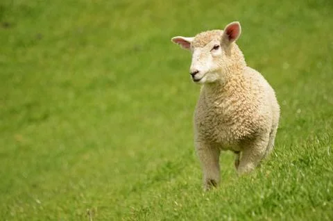 Lamb Stock Photos