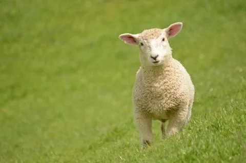 Lamb Stock Photos