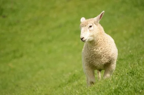 Lamb Stock Photos