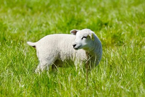 Lamb Stock Photos