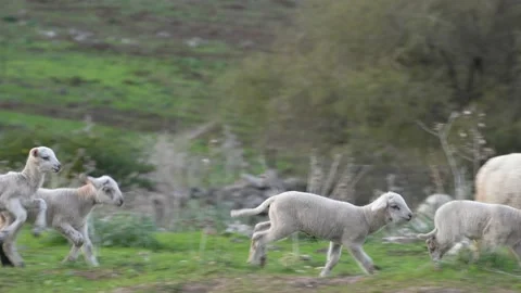 Lamb playing and jumping in the Golan Heights Video stock 179532447