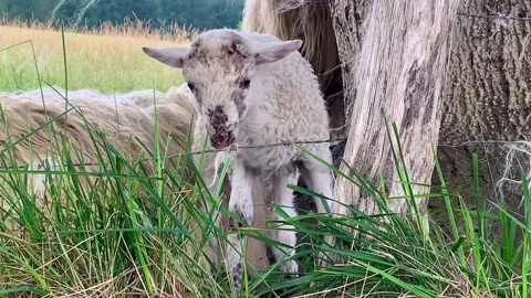 Lamb playing Video stock 222020909