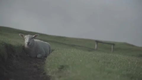 Lamb relaxing 2 Stock Footage 140387467