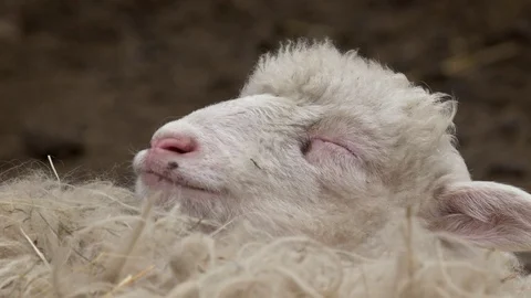 Lamb relaxing and ruminating Stock Footage 87803621
