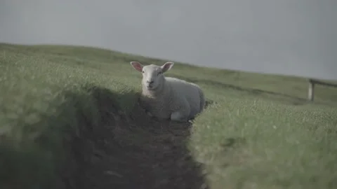 Lamb relaxing Stock Footage 140386614