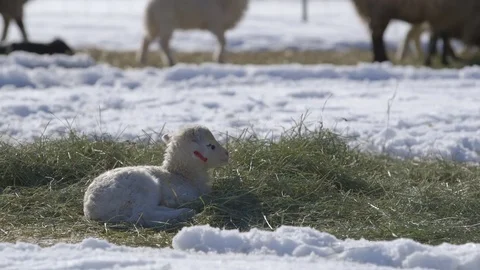 Lamb relaxing on grass in field Stock Footage 83864923