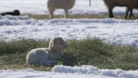 Lamb relaxing on grass in field Vídeos de archivo 83864934