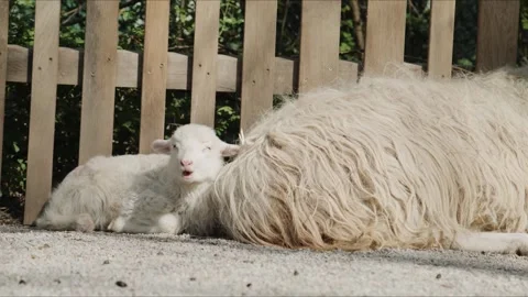 Lamb resting beside sheep chewing on ground Stock Footage 333546459