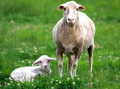 Lamb resting in the grass Stock Photos