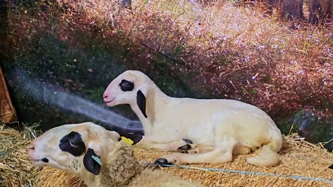 Lamb Resting On Hay Bale Inside Farm Stock Footage 333012869