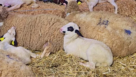Lamb Resting With Sheep On Hay Stock Footage 333014041