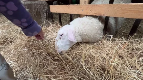 Lamb Resting on Straw Bedding in Farm Shelter Stock Footage 344439312