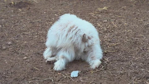 The lamb is rolling on the ground and licking its fur. Cute lamb Stock Footage 261801544