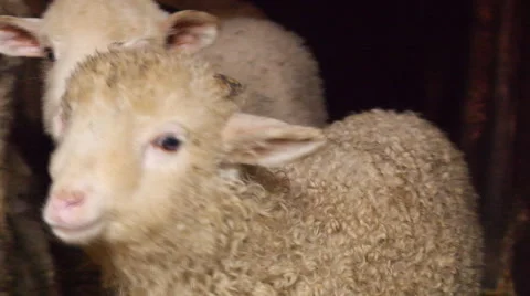 Lamb  in a Romanian farm Stock Footage 46398903