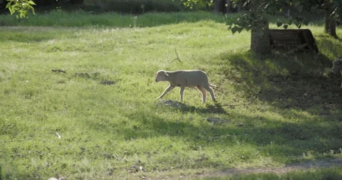 Lamb running free in the sun on grass field  Vídeo Stock 130127448