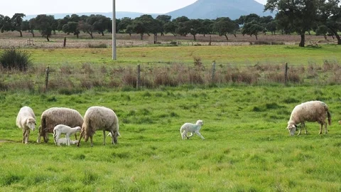 Lamb running in the meadow, flock of Sardinian sheep grazing, farm, FHD Stock Footage 144387147