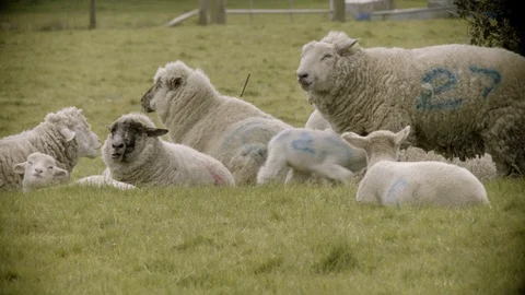 LAMB RUNNING TO MOTHER TO SUCKLE 4K Stock Footage 127765902