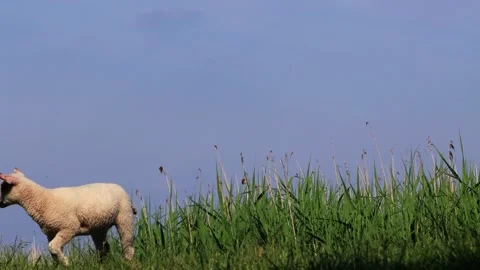 Lamb is running over the dike Stock Footage 345922463