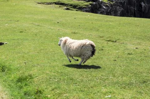 Lamb running quickly over a green field Stock Photos
