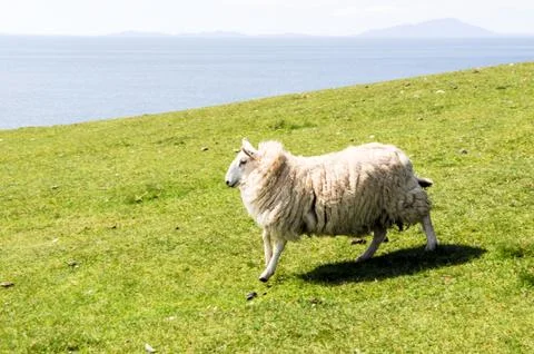 Lamb running quickly over a green field Stock Photos