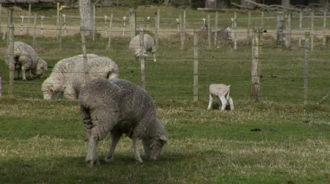 Lamb Scratches Ear Stock Footage 345960