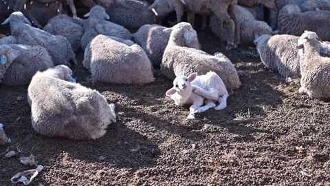Lamb seen in pen with sheep Stock Footage 274706086