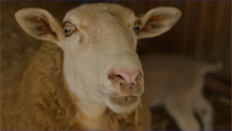 Lamb sheep animal looking at camera shaking head, agricultural show Stock Footage 106645386